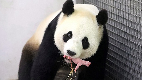 首只在比利时出生的熊猫宝宝中秋节当天取名“天宝”